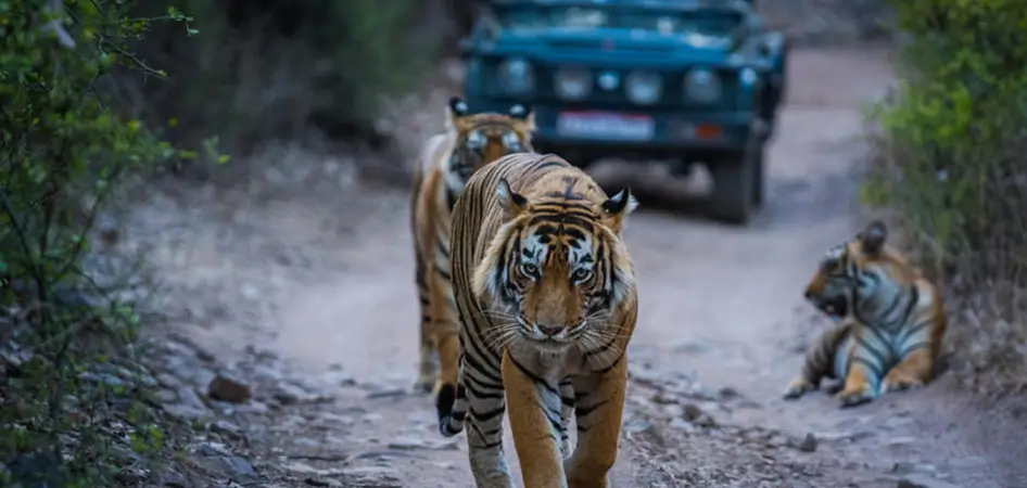 Ranthambore City Tour
